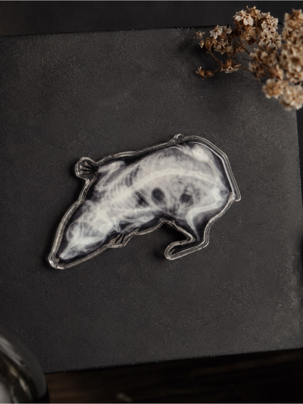 Guinea Pig X-Ray Magnet | Real Skeletal X-Ray Photo